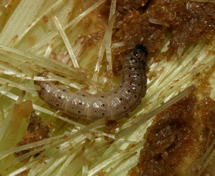 farfalla da identificare - Ostrinia nubilalis